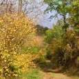 Paysage 1